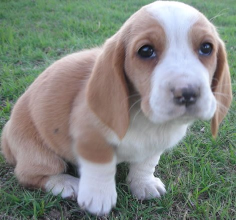 cute basset hound puppy