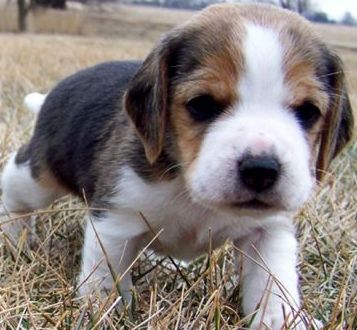 cute beagle puppy