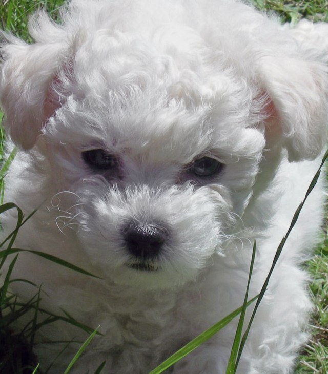 cute bichon frise puppy