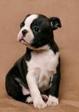 cute boston terrier puppy
