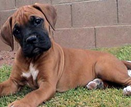 cute boxer puppy