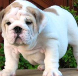 cute bulldog puppy