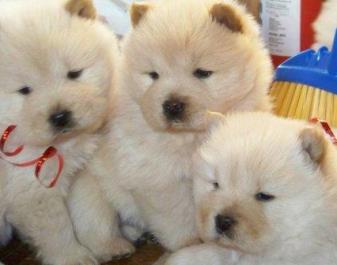 cute chow chow puppies
