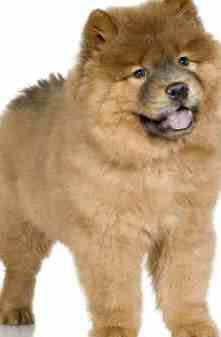 cute chow chow puppy