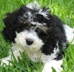 cute cockapoo puppy