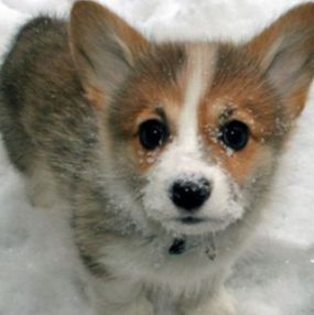 cute corgi puppy