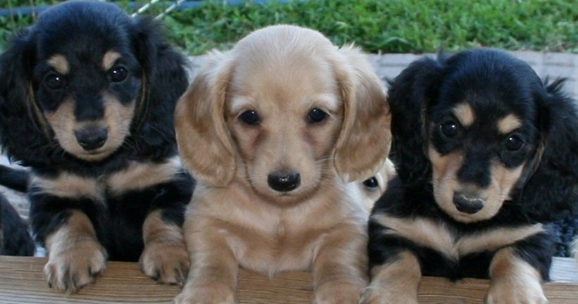 cute dachshund puppies