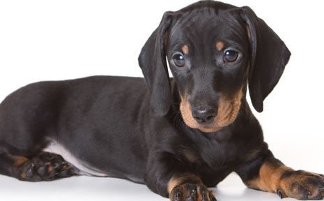 cute dachshund puppy