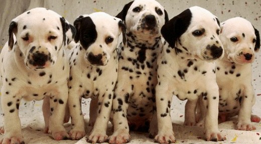 cute dalmatian puppies