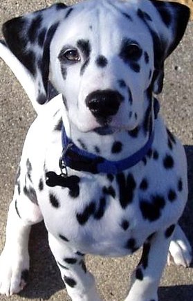 cute dalmatian puppy