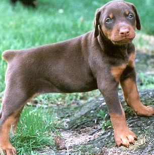 cute doberman puppy