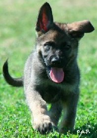 cute german shepherd puppy