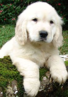 cute golden retriever puppy