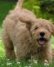 cute goldendoodle puppy