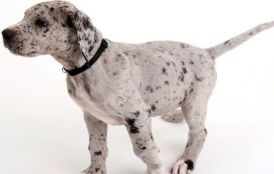 cute great dane puppy