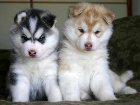 cute husky puppies