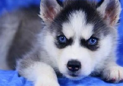 Blue Eyed Husky Puppy