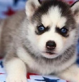 cute grey alaskan husky