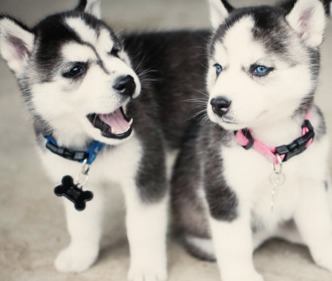 cute husky puppies