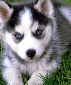 cute husky