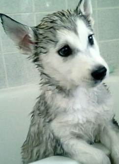 cute wet husky puppy