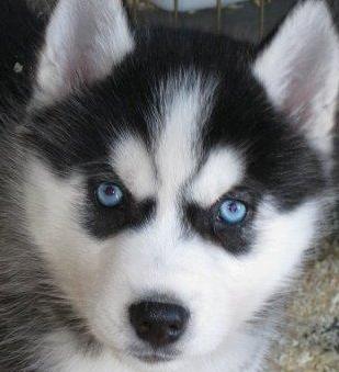 husky puppy