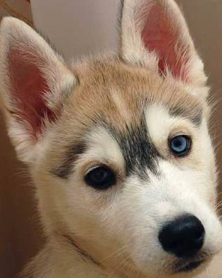 siberian husky puppy