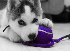 cute husky puppy