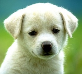 cute labrador puppy