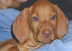 cute vizsla puppy