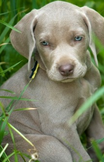 cute weimaraner puppy