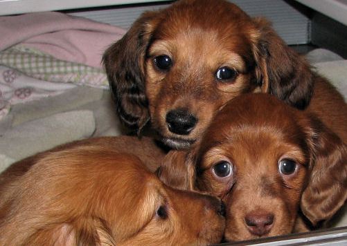 dachshund puppies