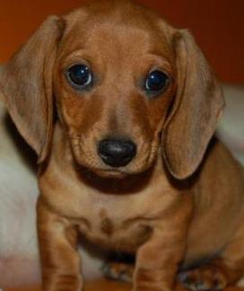 dachshund puppy