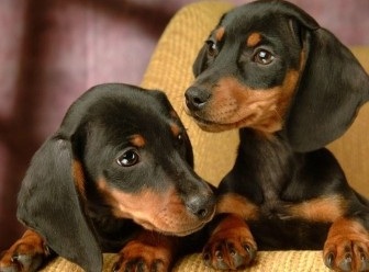 dachshund puppy for sale