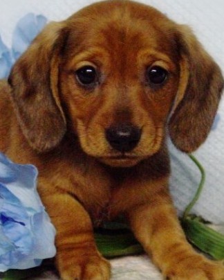 dachshund puppy