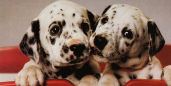 dalmatian puppies for sale