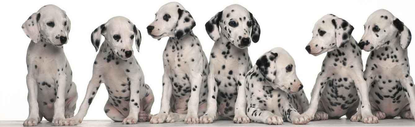 dalmatian puppies