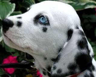 dalmatian puppy