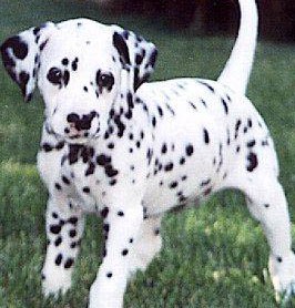 dalmatian puppy for sale