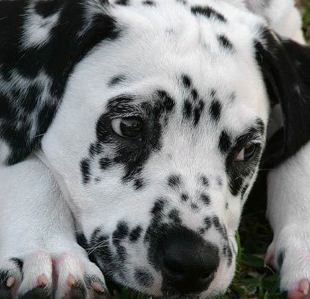 dalmatian puppy