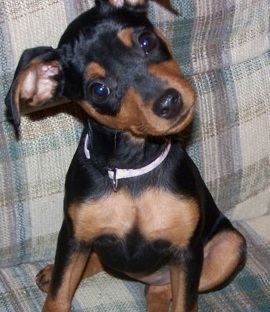 doberman pinscher breeder