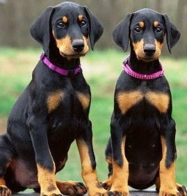 doberman pinscher puppies