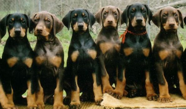 doberman pinscher puppy for sale