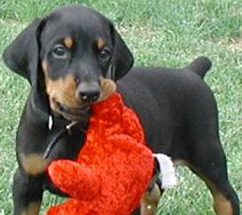 doberman pinscher puppy