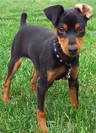 doberman pinscher