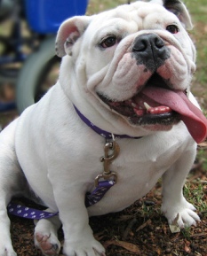 english bulldog dog