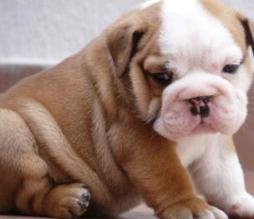 english bulldog picture