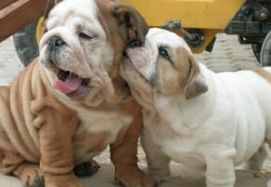 english bulldog puppies