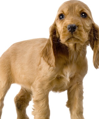 english cocker spaniel puppy