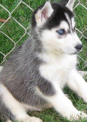 female husky puppy